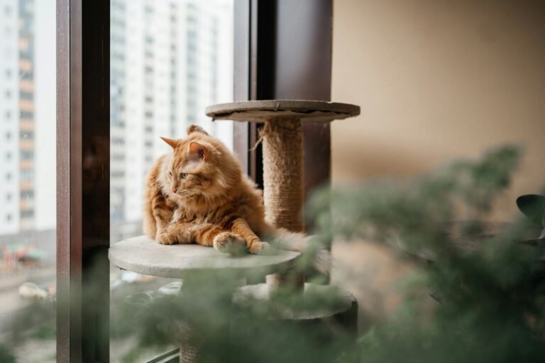 Adorable red domestic cat sitting on scratching tower and looking at window.